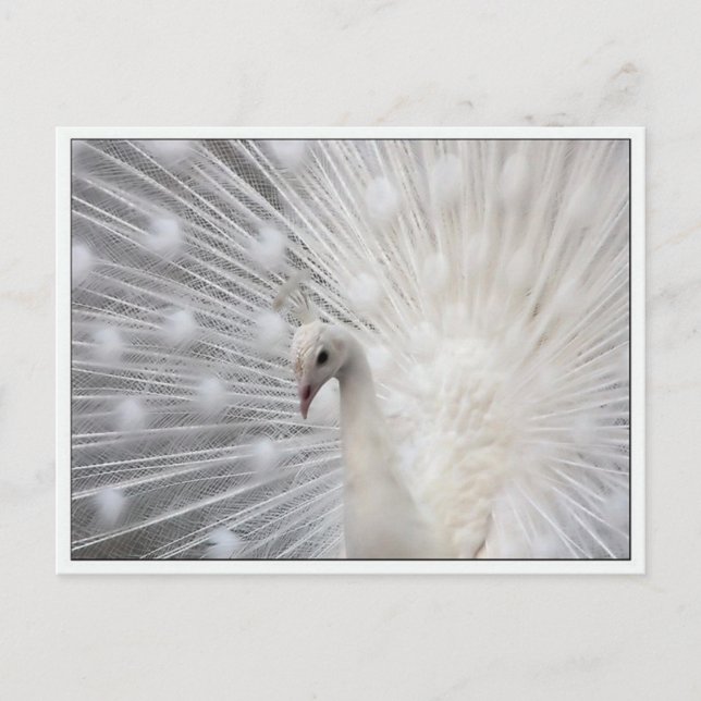 Skully Top Roligt Vykort (Framsida)