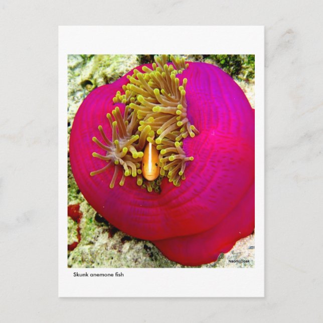 Skunk Anemone-fiskvykort Vykort (Framsida)