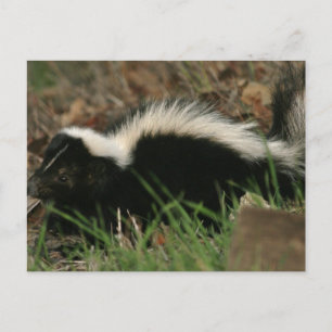 Skunk Behavior-vykort Vykort