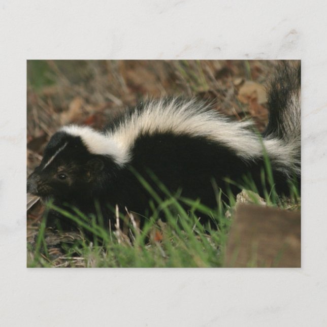 Skunk Behavior-vykort Vykort (Framsida)