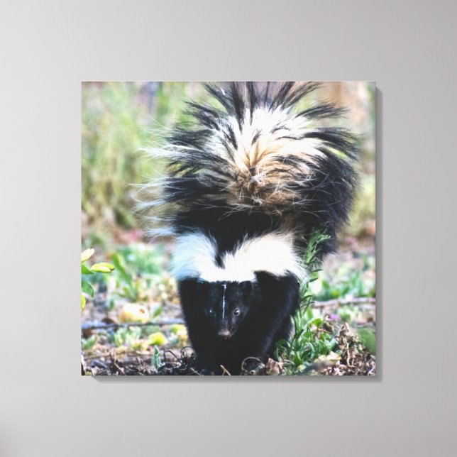 Skunk Black and White Canvastryck (Framsida)