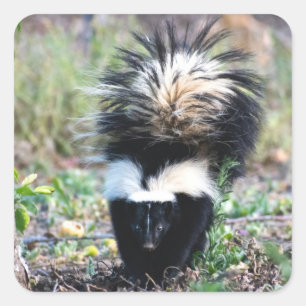 Skunk Black and White Fyrkantigt Klistermärke