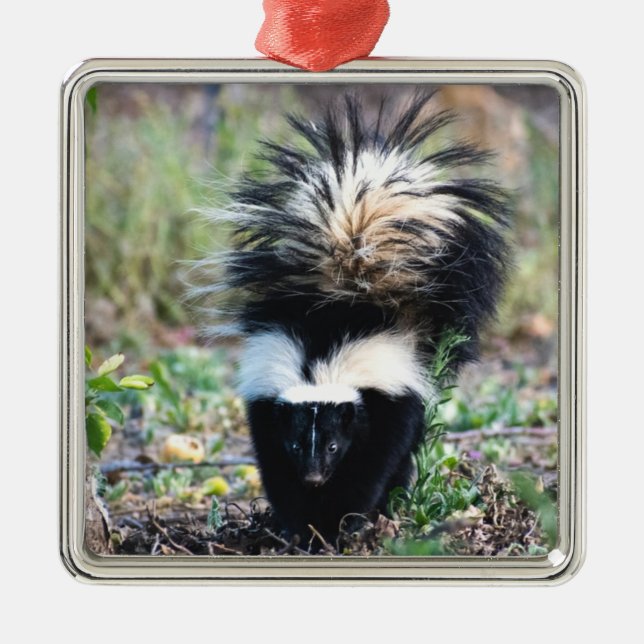 Skunk Black and White Julgransprydnad Metall (Framsidan)
