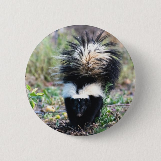 Skunk Black and White Knapp (Framsida)