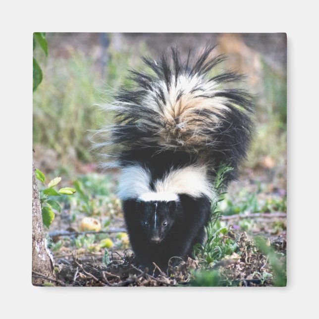 Skunk Black and White Magnet (Framsidan)