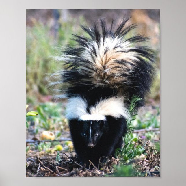 Skunk Black and White Poster (Framsidan)