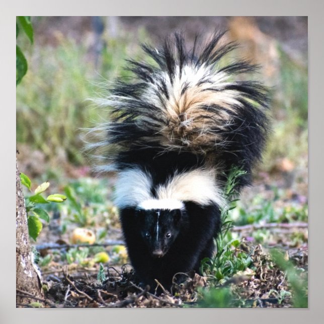 Skunk Black and White Poster (Framsidan)