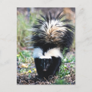 Skunk Black and White Vykort