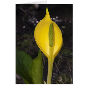 Skunk Cabbage Blommar - kort