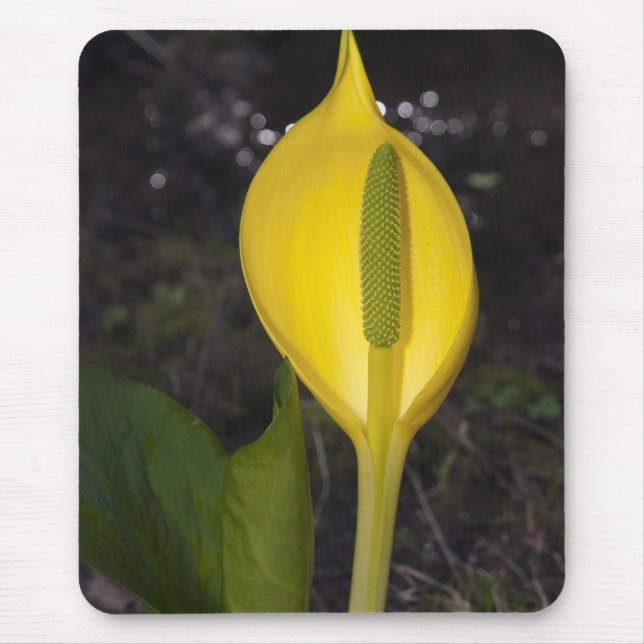 Skunk Cabbage Blommar - Mousepad Musmatta (Framsidan)