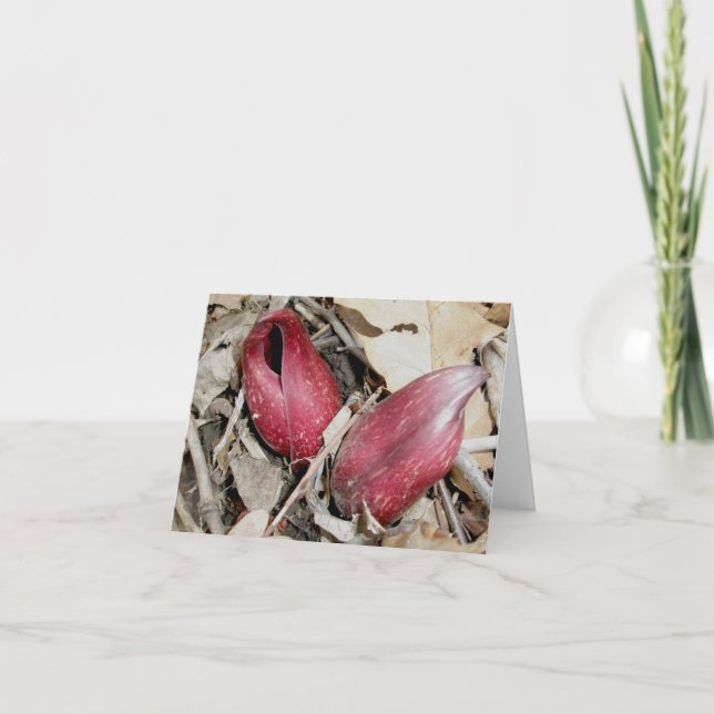 Skunk Cabbage Bloom (Symplocarpus foetidus (L.)) Helgkort (Framsida)