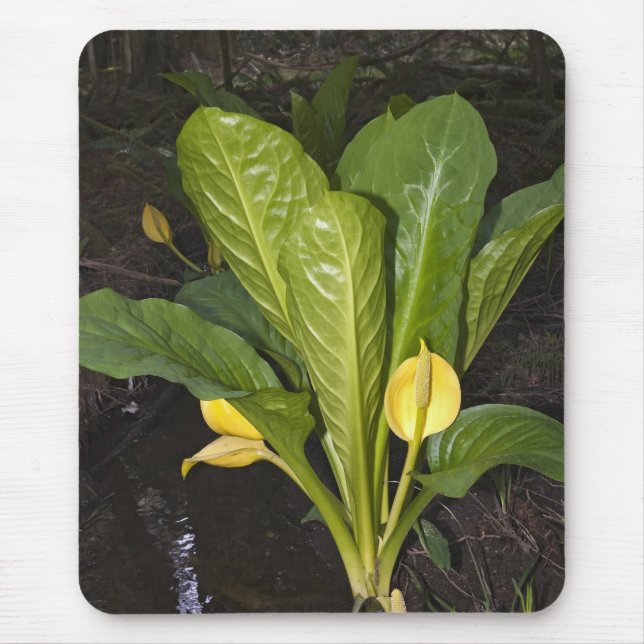 Skunk Cabbage - Mousepad Musmatta (Framsidan)