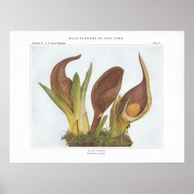 Skunk Cabbage - Spathyema foetida Poster (Framsidan)