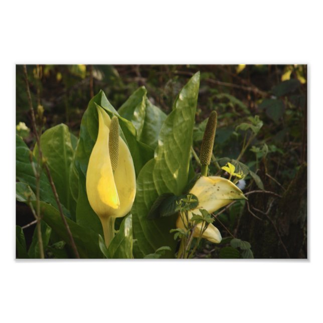 Skunk Cabbages Fototryck (Framsidan)