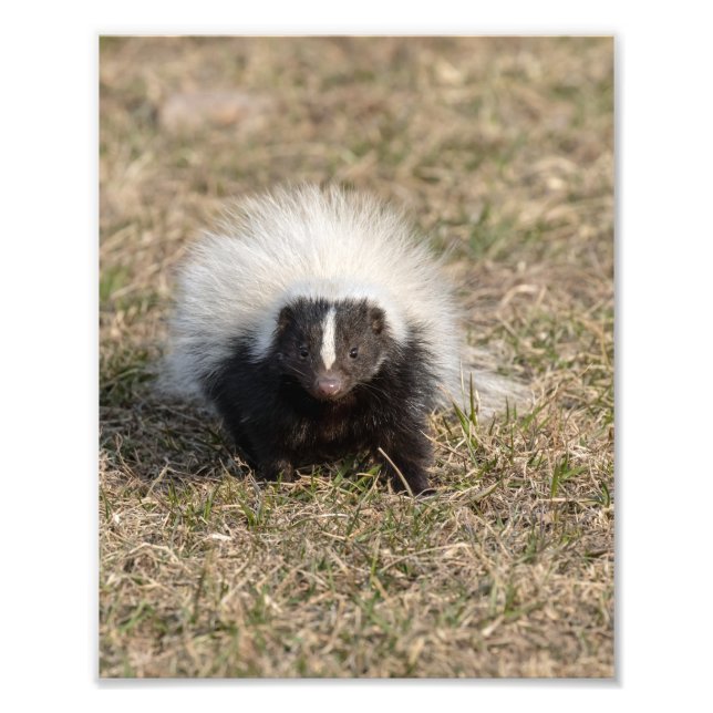 Skunk Fototryck (Framsidan)