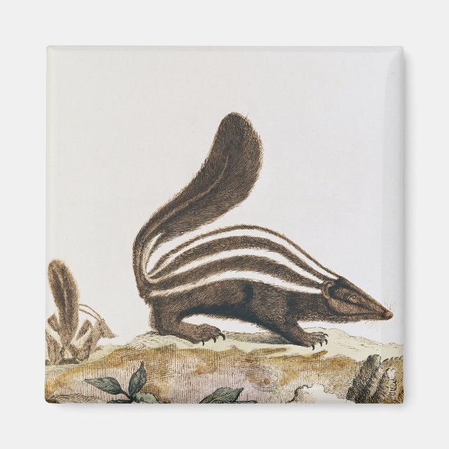 Skunk från "Histoire Naturelle" av Magnet (Framsidan)