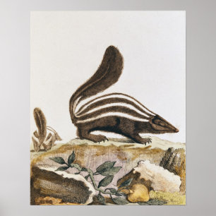 Skunk från "Histoire Naturelle" av Poster
