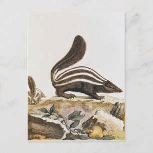 Skunk från "Histoire Naturelle" av Vykort