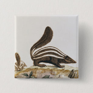 Skunk från "Histoire Naturelle" by Knapp