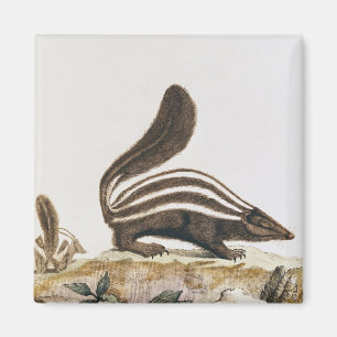 Skunk från "Histoire Naturelle" by Magnet