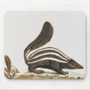 Skunk från "Histoire Naturelle" by Musmatta
