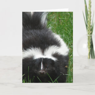 Skunk-gratulationskort Kort