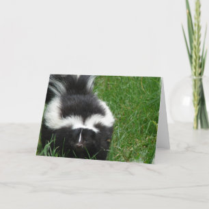 Skunk-gratulationskort Kort