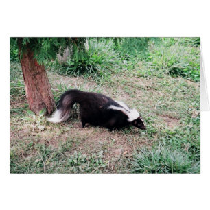 Skunk Hälsningskort