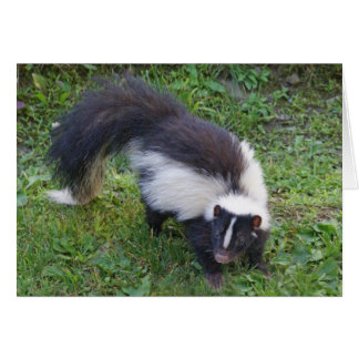 Skunk Hälsningskort