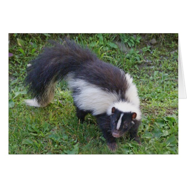 Skunk Hälsningskort (Framsidan Horizontal)