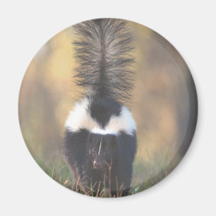 Skunk Magnet