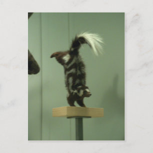 Skunk, museiutställning vykort