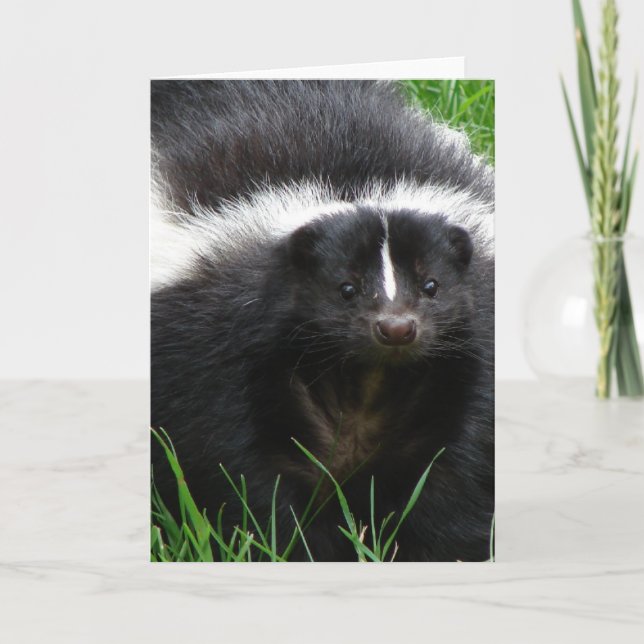 Skunk Photo Greeting Card Kort (Framsida)