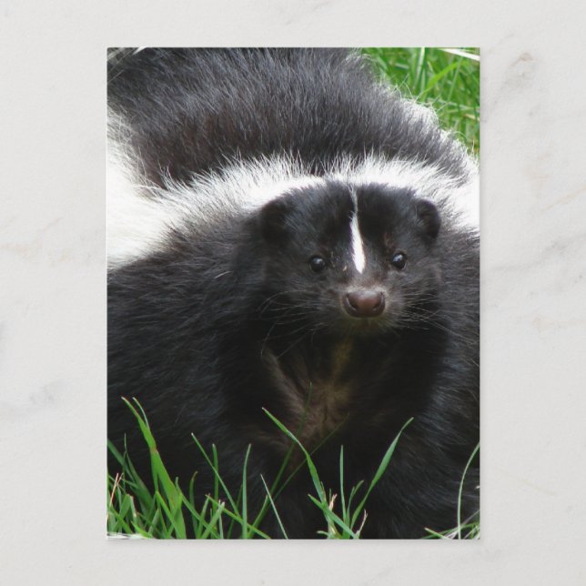 Skunk Photo Postcard Vykort (Framsida)