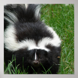 Skunk Poster utskrift