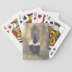Skunk Spel Kort