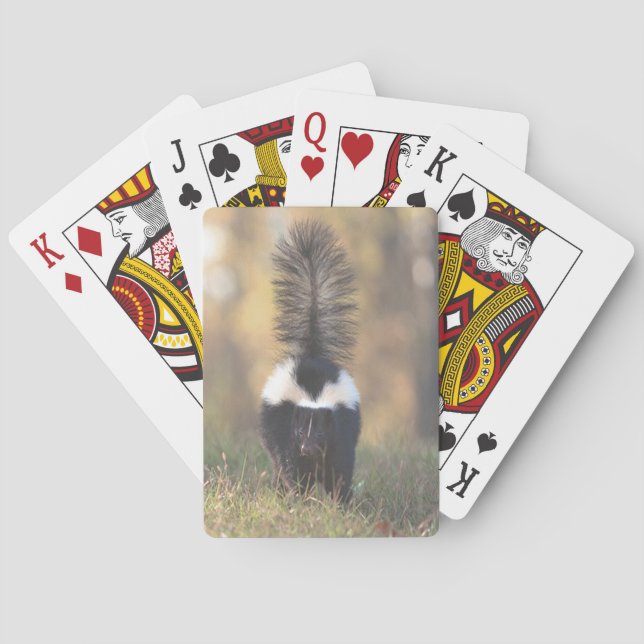 Skunk Spel Kort (Baksidan)