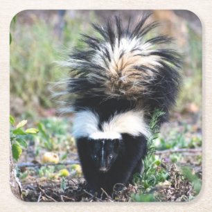 Skunk Svart och Vit Underlägg Papper Kvadrat