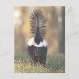 Skunk Vykort