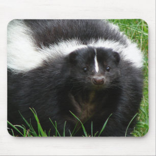 Skunkfotomusen vadderar musmatta