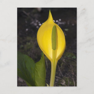 Skunkkål Blomning - Vykort