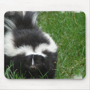 Skunkmusen vadderar musmatta