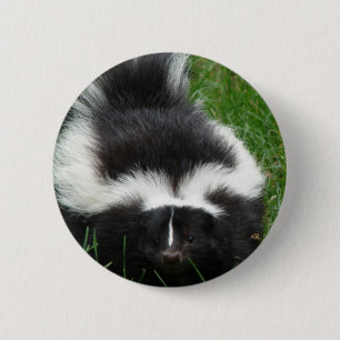 Skunkrundan klämmer fast knapp