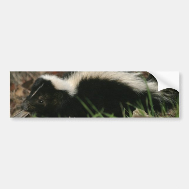Skunkuppförandebildekal Bildekal (Framsidan)