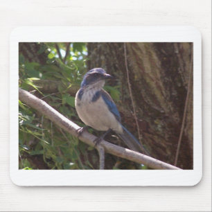 Skura Jay Musmatta