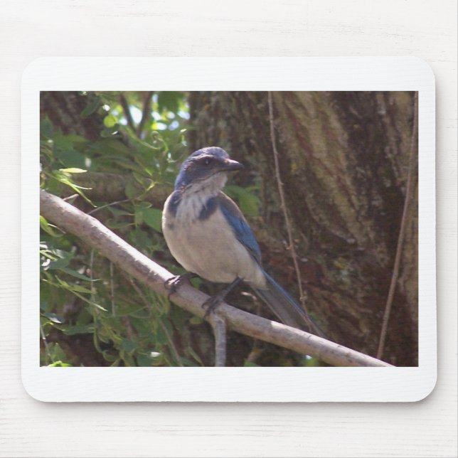 Skura Jay Musmatta (Framsidan)