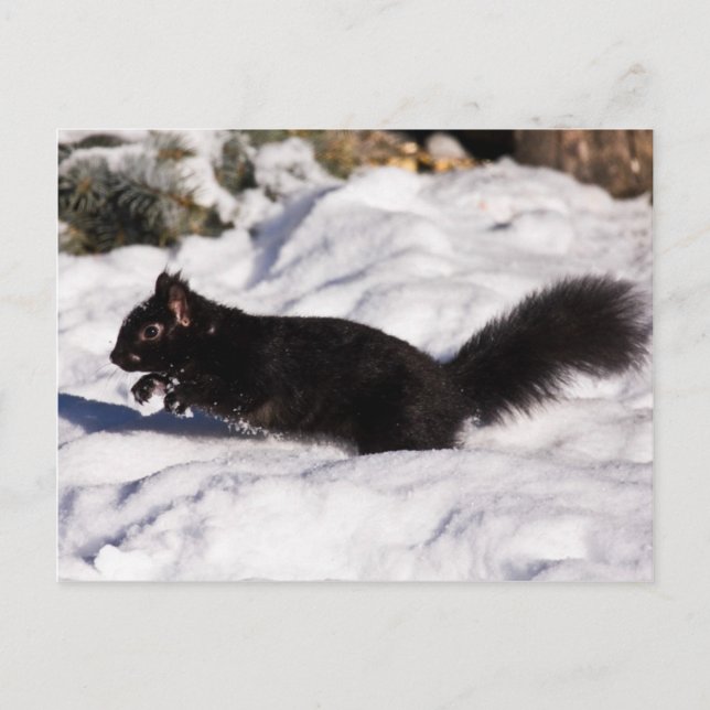 Skutt, Skip och en jump Vykort (Framsida)