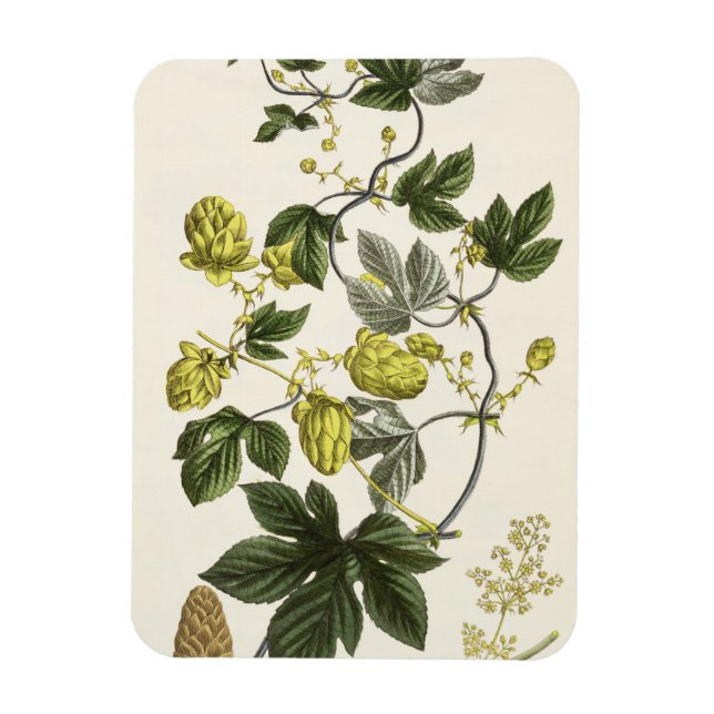 Skutt Vine från "The Young Landsman", publicerad i Magnet (Vertikal)