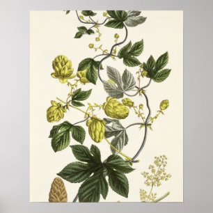 Skutt Vine från "The Young Landsman", publicerad i Poster