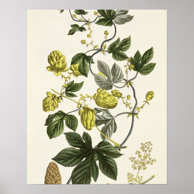 Skutt Vine från "The Young Landsman", publicerad i Poster (Framsidan)